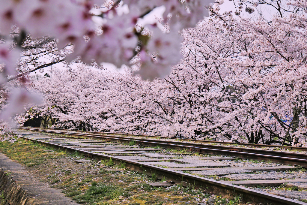 蹴上インクラインの桜