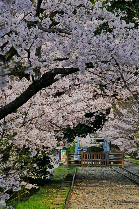 蹴上インクラインの桜