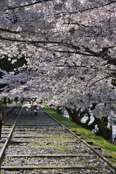 蹴上インクラインの桜