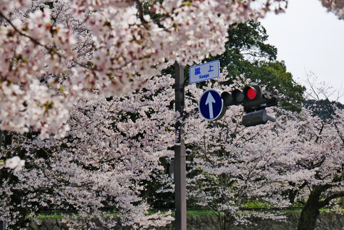 蹴上インクラインの桜