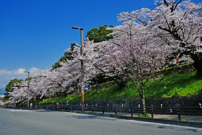 蹴上インクラインの桜