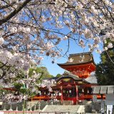 石清水八幡宮の桜