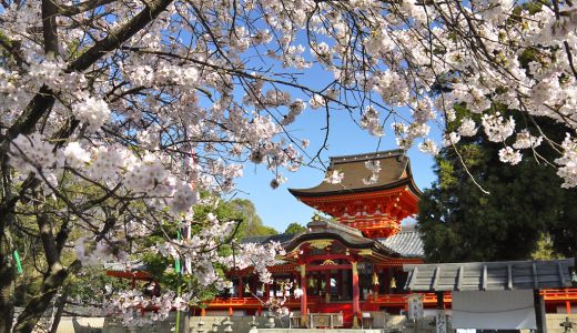 石清水八幡宮の桜