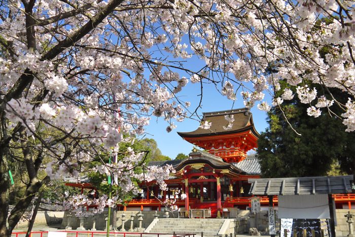 石清水八幡宮の桜