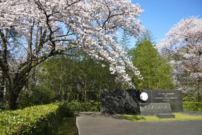 石清水八幡宮の桜