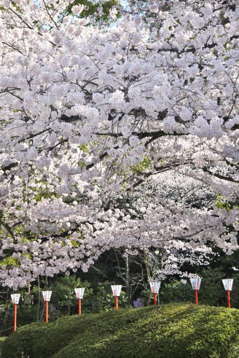 石清水八幡宮の桜