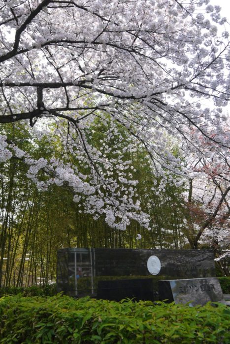 石清水八幡宮の桜