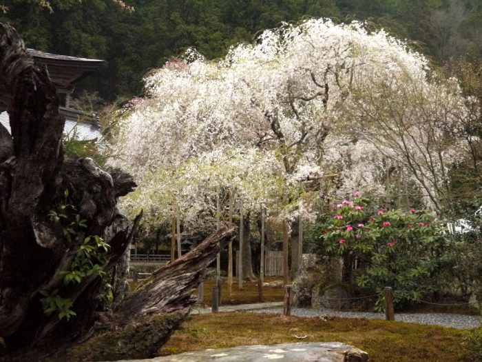 常照皇寺