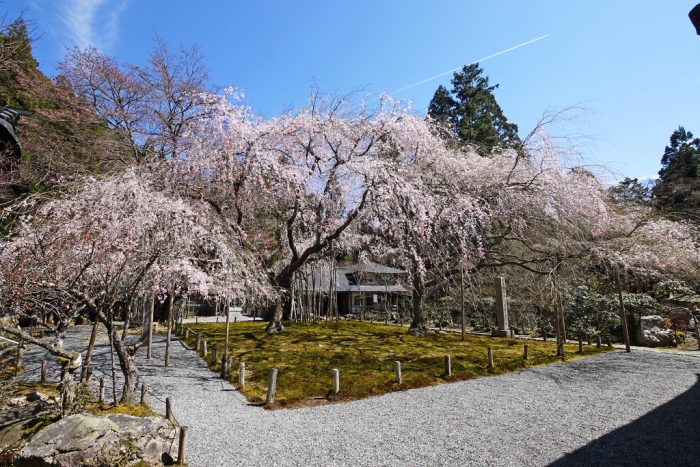 常照皇寺の桜