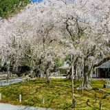 常照皇寺の桜