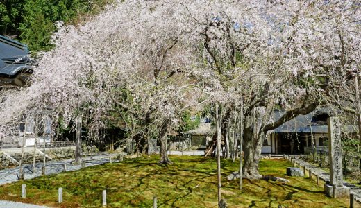 常照皇寺の桜