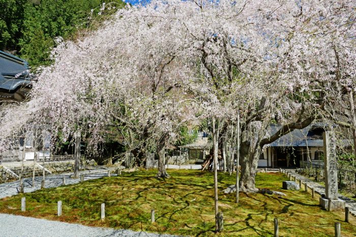 常照皇寺の桜