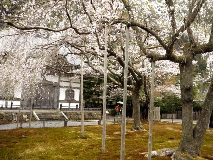 常照皇寺の桜