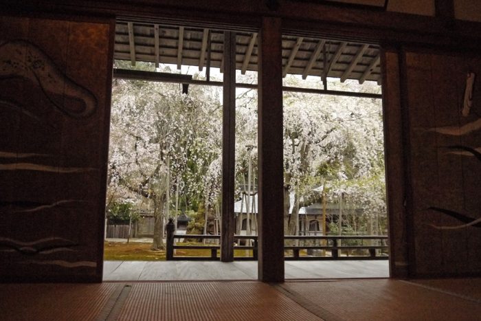 常照皇寺の桜