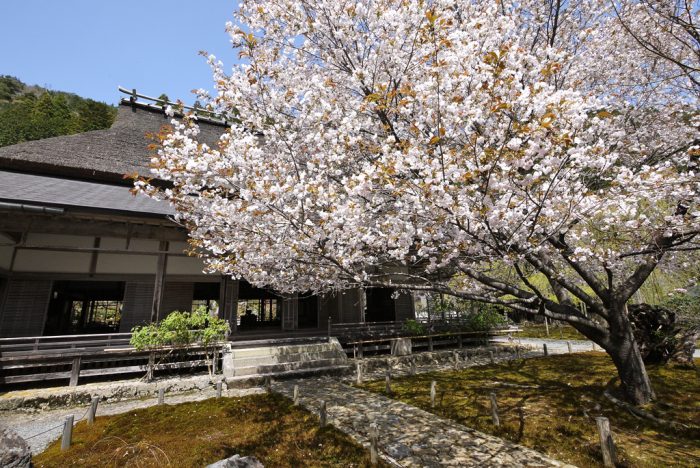 常照皇寺の桜