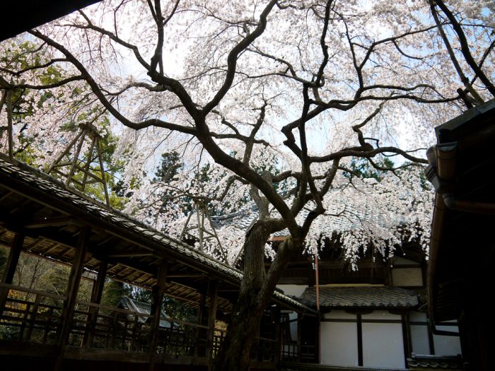 十輪寺の桜