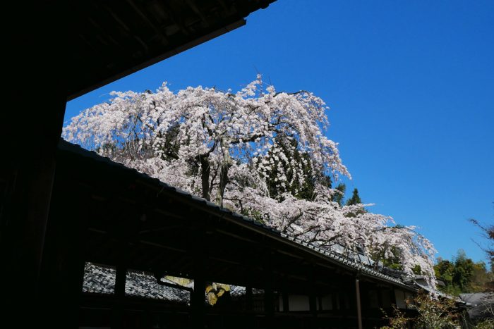 十輪寺の桜