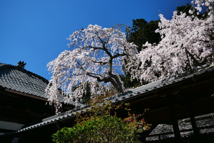 十輪寺の桜