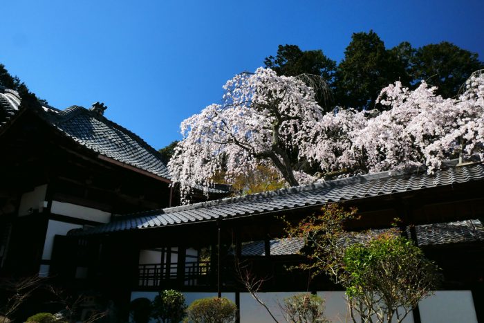 十輪寺の桜