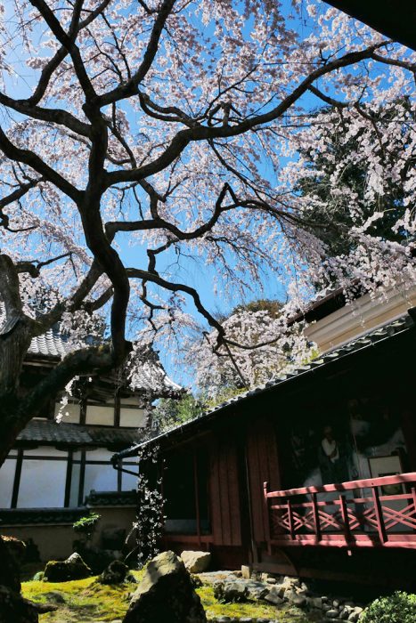 十輪寺の桜