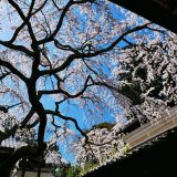 十輪寺の桜