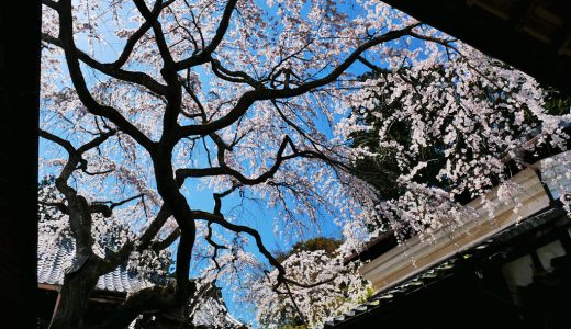 十輪寺の桜