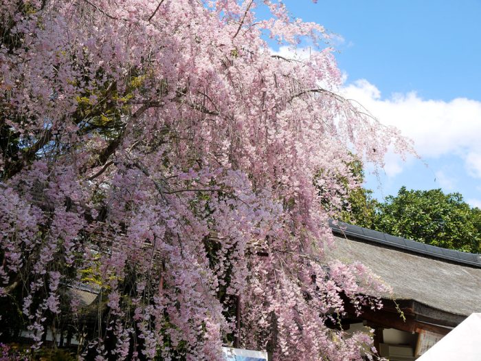 上賀茂神社のみあれ桜