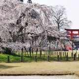 上賀茂神社の桜