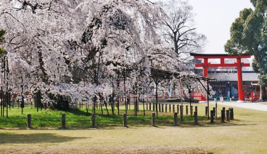 上賀茂神社の桜