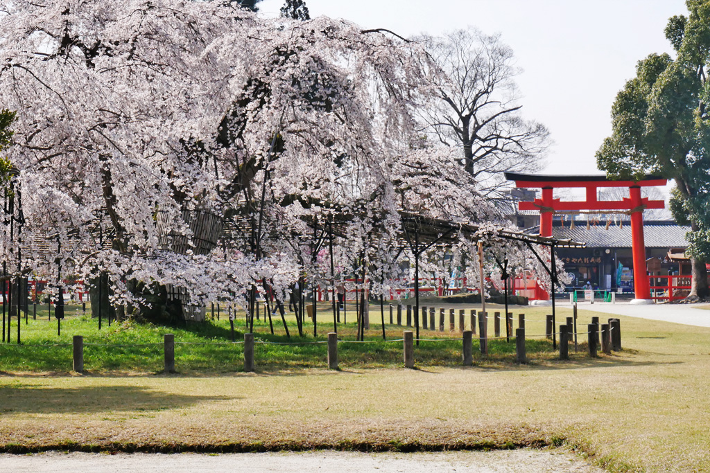 上賀茂神社の桜