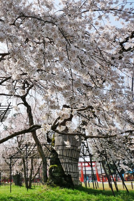 上賀茂神社の桜