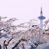 川端通りから見た桜越しの京都タワー
