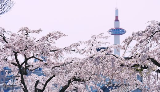 川端通りから見た桜越しの京都タワー