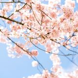 桜の画像