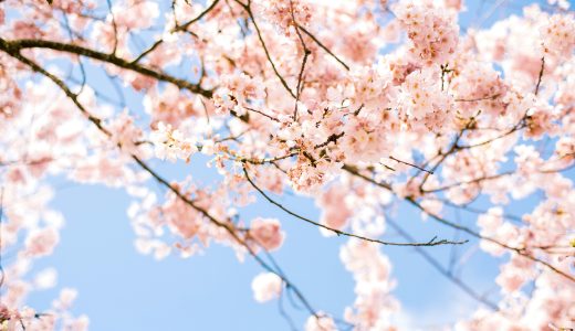 桜の画像