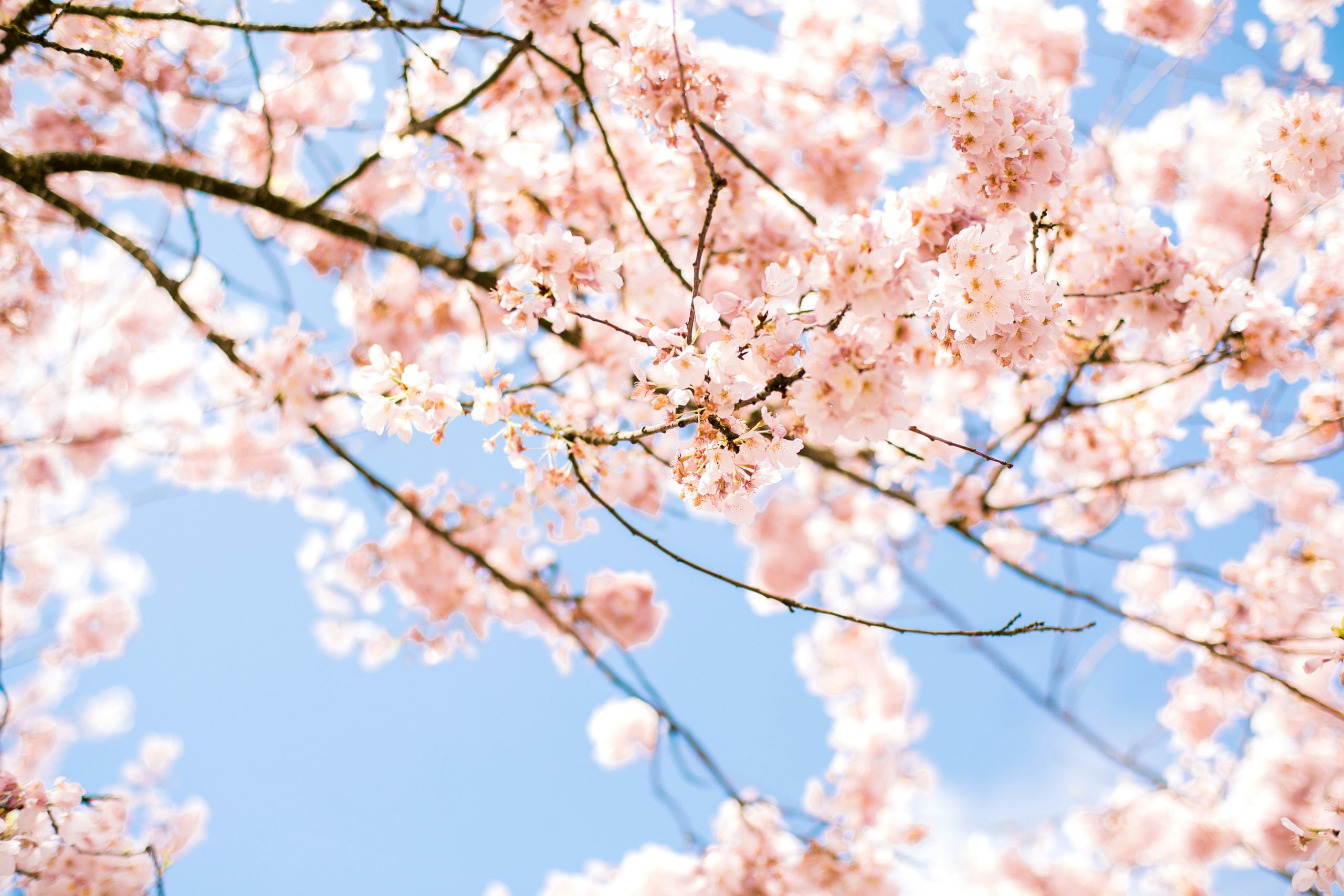 桜の画像