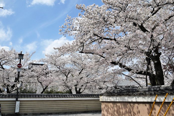 建仁寺の桜