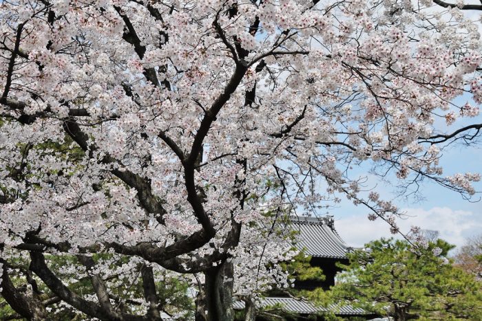 建仁寺の桜