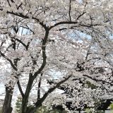 建仁寺の桜