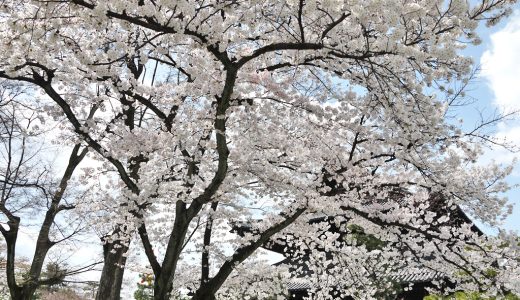 建仁寺の桜