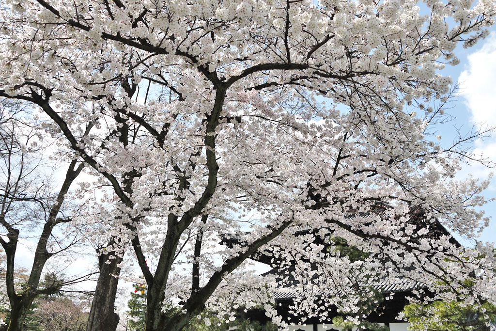 建仁寺の桜