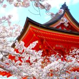 清水寺の桜