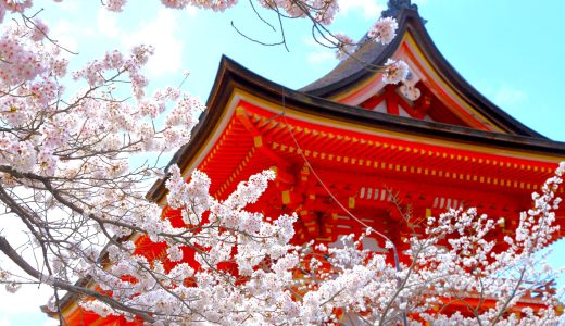 清水寺の桜