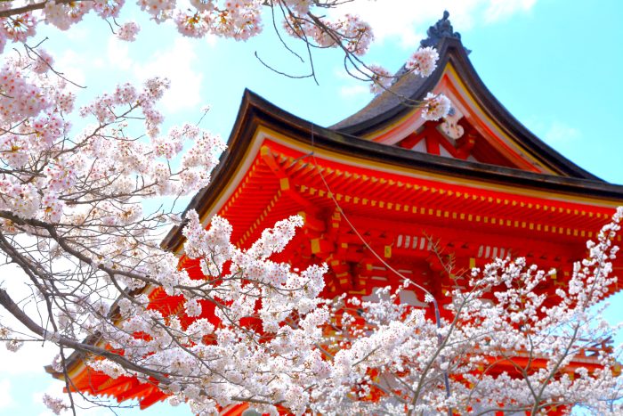 清水寺の桜