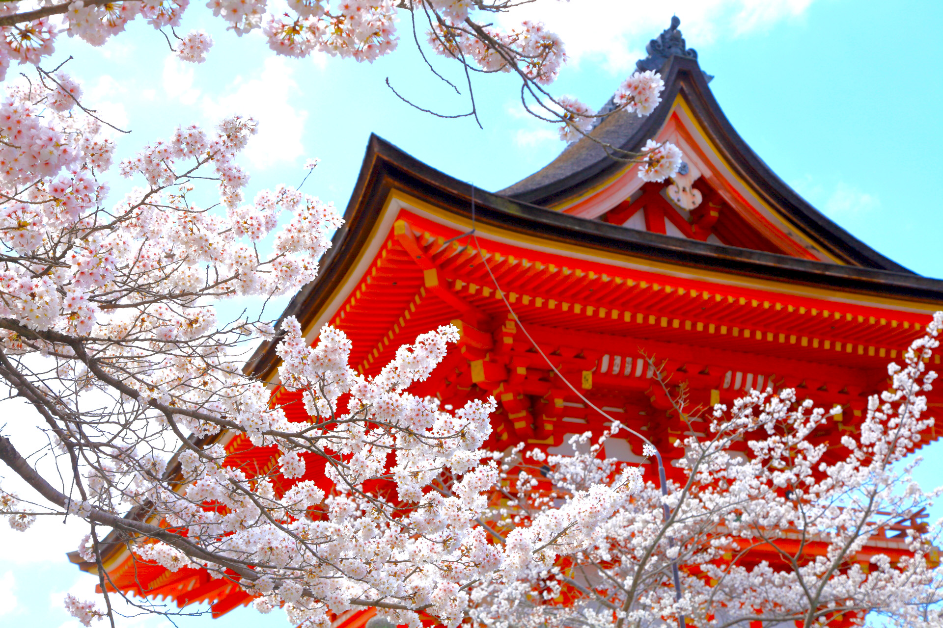 清水寺の桜