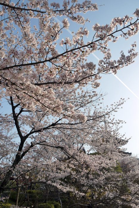 清水寺の桜