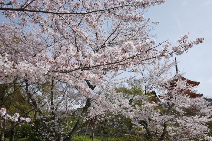 清水寺の桜