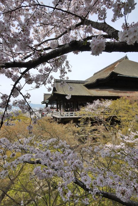 清水寺の桜