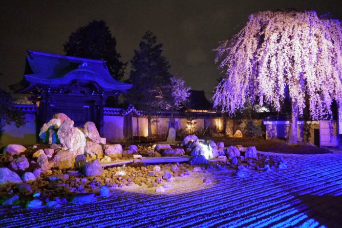 高台寺のシダレザクラ