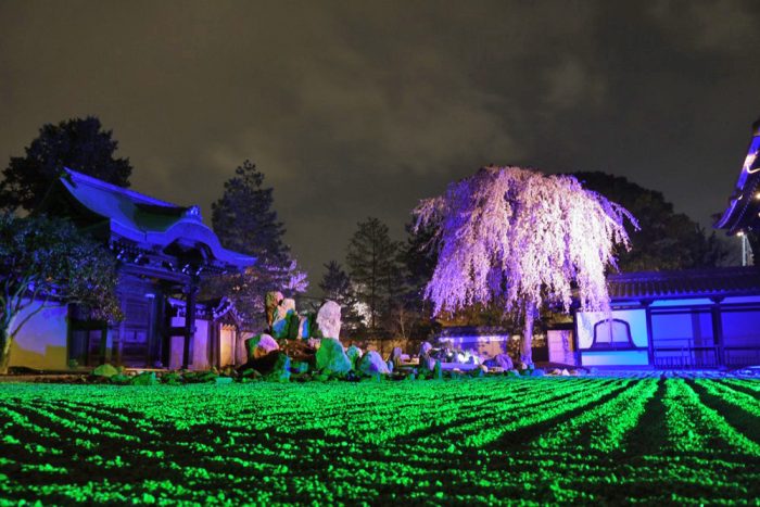 高台寺のシダレザクラ